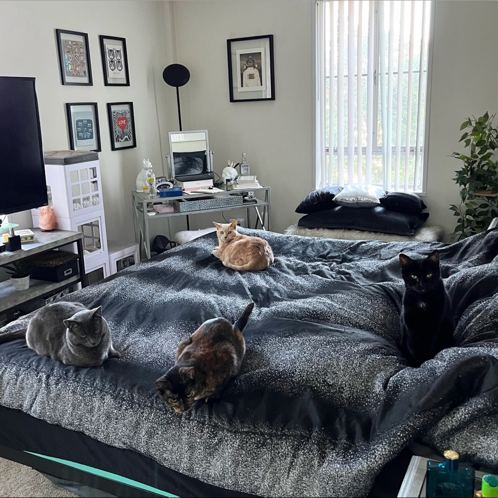 Cat Friendly Home !!!
